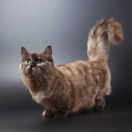 КОТАРАК